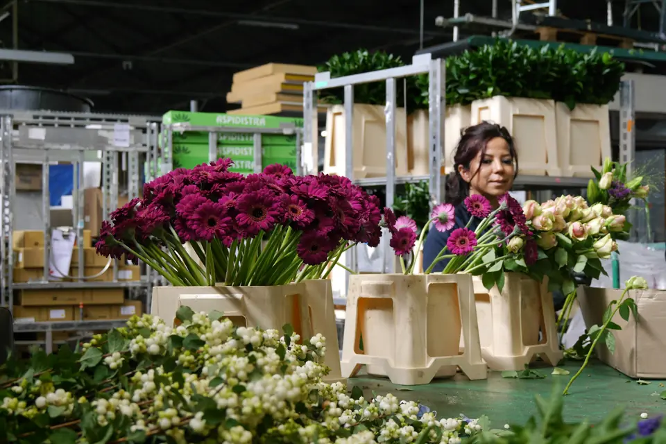 Medewerker sorteert bloemen tussen karren met roze dahlia’s en witte bloemen