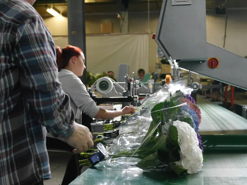 Medewerkers verpakken boeketten met witte hortensia’s aan een verpakkingsmachine